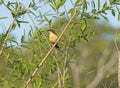 A Black-capped Donacobius in the Pantanal Royalty Free Stock Photo