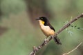 Black capped Donacobius perched and singing Royalty Free Stock Photo