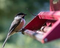 Black capped finch at birder feeder closeup.