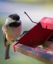 Black capped finch at birder feeder closeup.