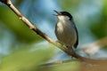 Black-capped Gnatcatcher - Polioptila nigriceps, bird is blue-grey on the upperparts with white underparts, long slender bill and