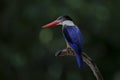 Black-capped Kingfisher bird
