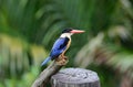 Black-capped Kingfisher(Halcyon pileata) Royalty Free Stock Photo