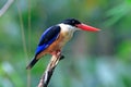 Black-capped Kingfisher Halcyon pileata Beautiful Birds of Thailand Royalty Free Stock Photo