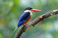 Black-capped Kingfisher Halcyon pileata Beautiful Birds of Thailand Royalty Free Stock Photo