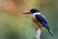 Black-capped kingfisher (Halcyon pileata) beautiful blue wings b Royalty Free Stock Photo
