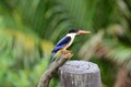 Black-capped Kingfisher(Halcyon pileata) Royalty Free Stock Photo