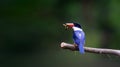 Black-capped Kingfisher