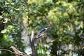 Black - capped kingfisher
