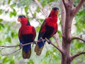 Black capped lories