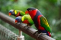 Black-capped lories (Lorius lory) Royalty Free Stock Photo