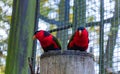 Black Capped Lories