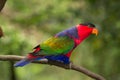 Black-capped Lory