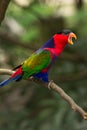 Black-capped Lory Royalty Free Stock Photo