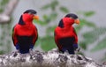 Black-capped Lory Royalty Free Stock Photo
