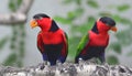 Black-capped Lory Royalty Free Stock Photo