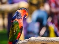 Black-capped lory colourful bird in bright sunlight Royalty Free Stock Photo