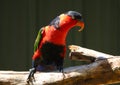 Black-capped lory colourful bird in bright sunlight