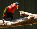 Black-capped lory colourful bird in bright sunlight Royalty Free Stock Photo