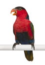 Black-capped Lory, Lorius lory, also known as Western Black-capped Lory or the Tricolored Lory Royalty Free Stock Photo