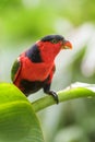 Black-capped Lory - Lorius lory Royalty Free Stock Photo