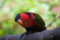 Black-capped lory (Lorius lory erythrothorax) Royalty Free Stock Photo