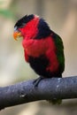 Black-capped lory (Lorius lory erythrothorax) Royalty Free Stock Photo