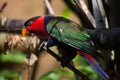 Black-capped lory (Lorius lory erythrothorax) Royalty Free Stock Photo