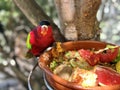 Black Capped Lory Parrot Royalty Free Stock Photo