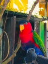 Black-capped Lory & x28;Lorius lory& x29;, Colorful Parrot perching on a branch and looking at the camera Royalty Free Stock Photo