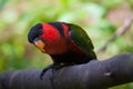 Black-capped lory (Lorius lory erythrothorax) Royalty Free Stock Photo