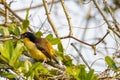 Black Capped Mocking-Thrush Cawing amongst Leaves, Thorns Royalty Free Stock Photo