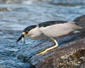 Black-capped Night-heron Fishing Royalty Free Stock Photo