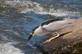 Black-capped Night-heron Fishing Royalty Free Stock Photo