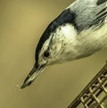 Black-capped Nuthatch Snags a Seed