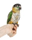 Black-capped parrot perched on human hand, isolated Royalty Free Stock Photo