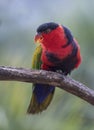 Black cap parrot on a perch Royalty Free Stock Photo