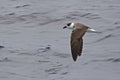 Black-capped Petrel, Ptero droma hasitata in flight in Atlantic