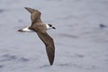 Black-capped Petrel, Pterodroma hasitata in flight Royalty Free Stock Photo