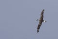 Black-capped Petrel, Pterodroma hasitata flying