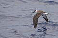 Black-capped Petrel, Pterodroma hasitata flying in Atlantic