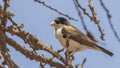 Black-capped Social-Weaver on Tree