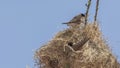 Black-capped Social-Weaver on Nest