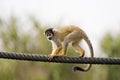 Black-capped Squirrel Monkey Royalty Free Stock Photo