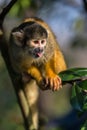 Black capped squirrel monkey