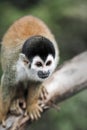 Black capped squirrel monkey on branch in Amazon rain forest Royalty Free Stock Photo