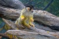 Black-capped squirrel monkey in a cage in a zoo Royalty Free Stock Photo