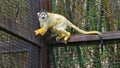 A black-capped squirrel monkey in a cage Royalty Free Stock Photo