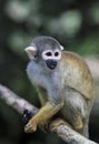 Black capped squirrel monkey eating butterfly in tree Royalty Free Stock Photo