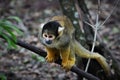 Black-capped squirrel monkey, South Africa Royalty Free Stock Photo